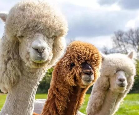 �����R��ʲô��˼