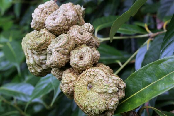 ���[�µĹ�Ч�c����