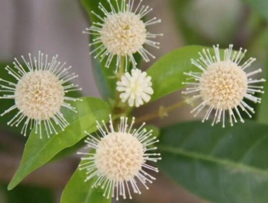 ˮ�F(tu��n)���Ĺ�Ч�c����-ˮ�F(tu��n)���DƬ