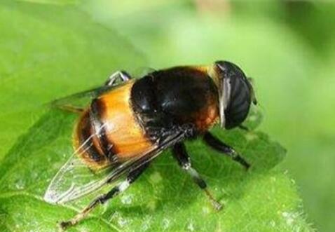 盾波蠅介紹-盾波蠅圖片