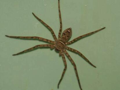 �C�����B-�C�����ж���-�C����DƬ