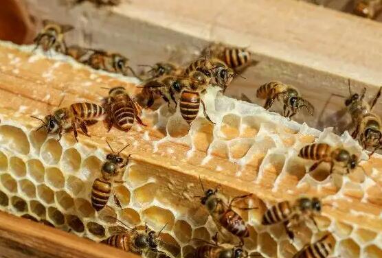 ů���۷���ʲô-ů���۷������