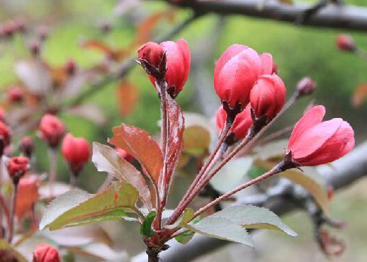 紫海棠圖片-紫海棠介紹