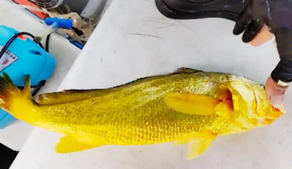 �ο����Ұ�����S�~ �Ј�(ch��ng)�r(ji��)�^�f