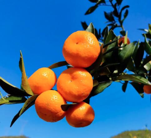 ���وDƬ-���ٺ���