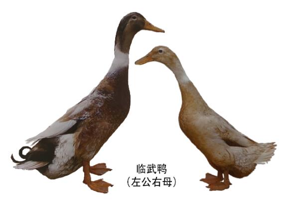 �R�����DƬ-�R������(ji��n)��