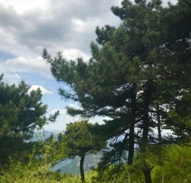 �����ֈDƬ-�����ֺ���