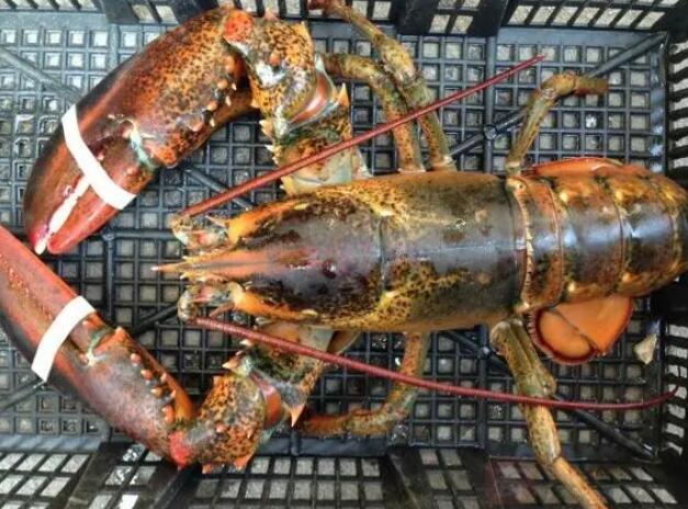 �������������r���������������r����˹����o(j��)䛣�