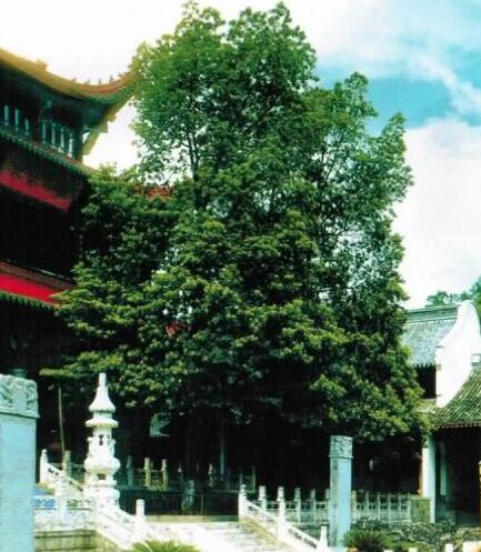 ��܊骈DƬ-��܊骺���