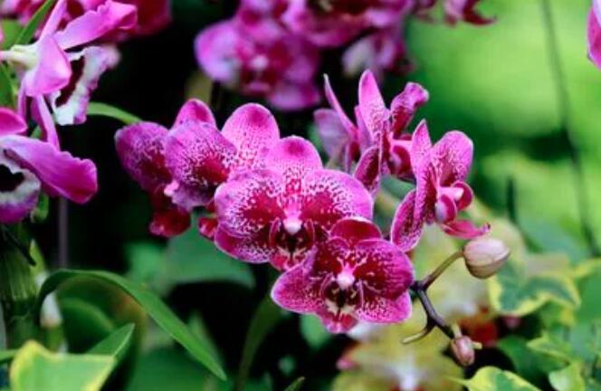 花中君子是指哪四樣