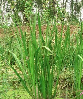 ˮ���S����ֲ��