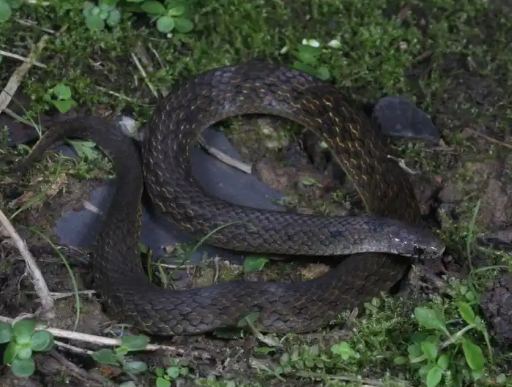 四川發(fā)現(xiàn)新物種:華西頸斑蛇